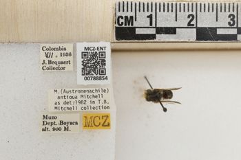 Media type: image;   Entomology 788854 Aspect: Labels